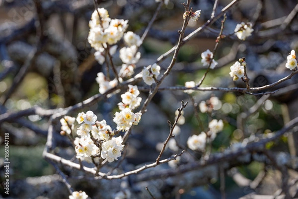 Obraz 日差しを浴びる白梅の花
