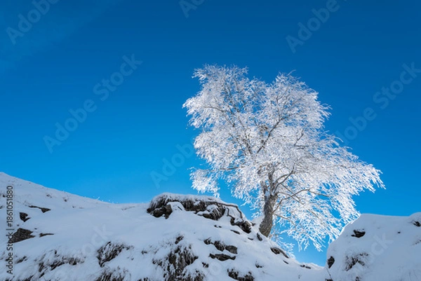 Obraz The frozen tree