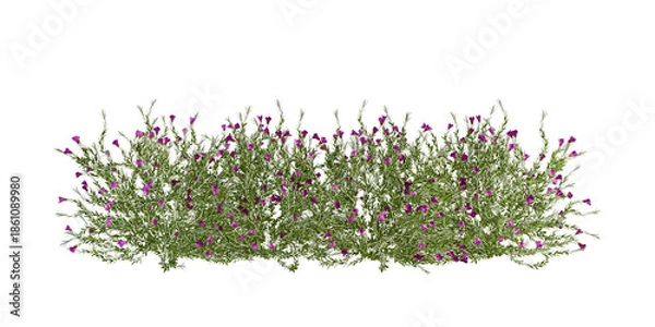 Obraz Green shurbs isolated on white background