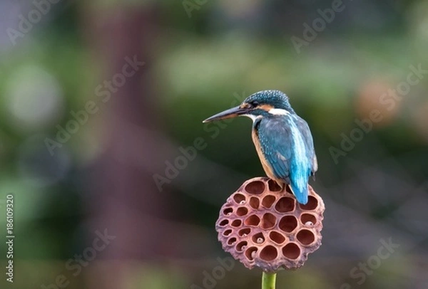 Obraz 枯れたハスとカワセミ