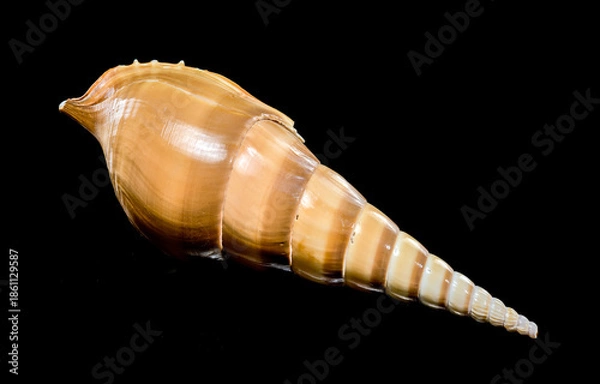 Obraz Graceful Long Spire Tibia Fusus Shell on Black Background