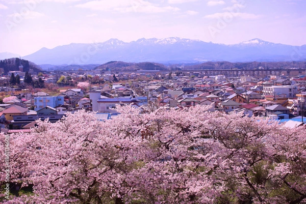 Fototapeta 白河市　城山公園から見た満開の桜と街並み