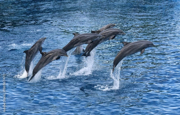 Obraz Dolphins