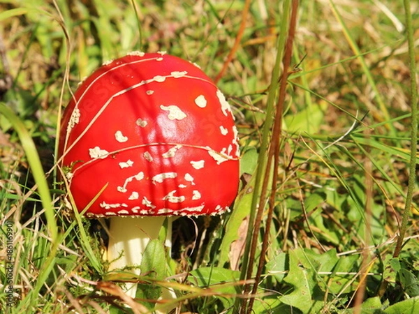 Obraz Mushroom - fly agaric in a forest clearing