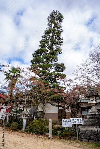 Obraz 龍泉寺の龍神の松の風景（岡山市）