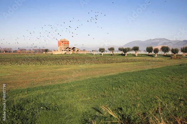 Obraz Uccelli migratori 