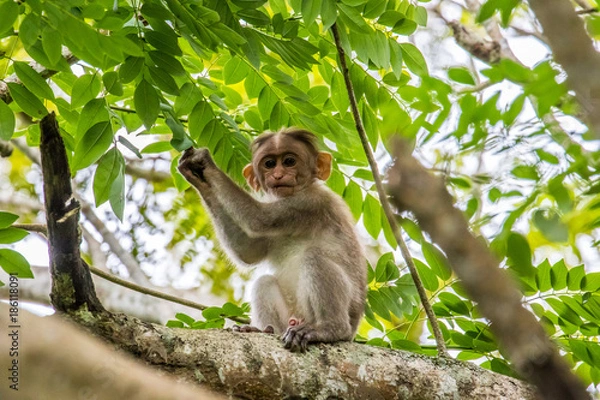 Fototapeta Monkey in India