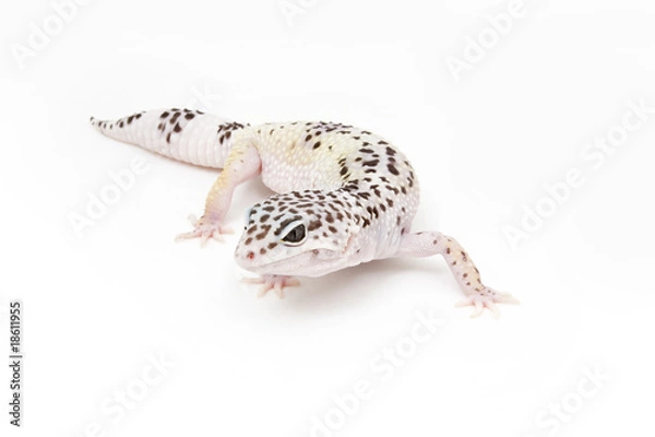 Fototapeta Hypo TUG Snow Leopard Gecko on a white background