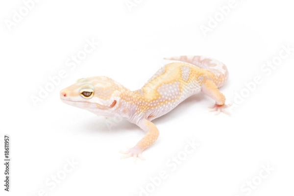 Fototapeta Jungle Tangerine Tremper Albino Leopard Gecko on a white backgro