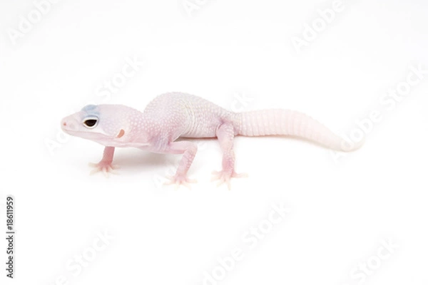 Fototapeta Blazing Blizzard Leopard Gecko on a white background
