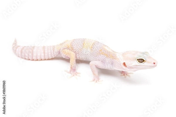 Fototapeta Phantom Leopard Gecko on a white background