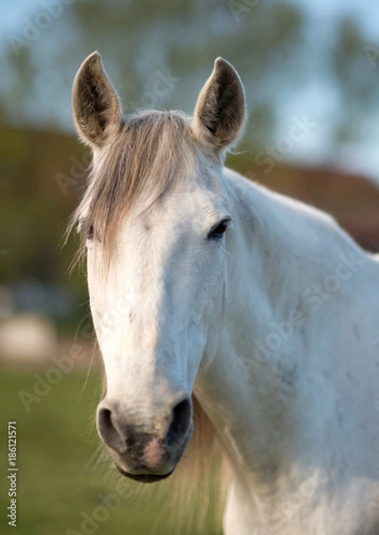 Fototapeta Berber Stute 