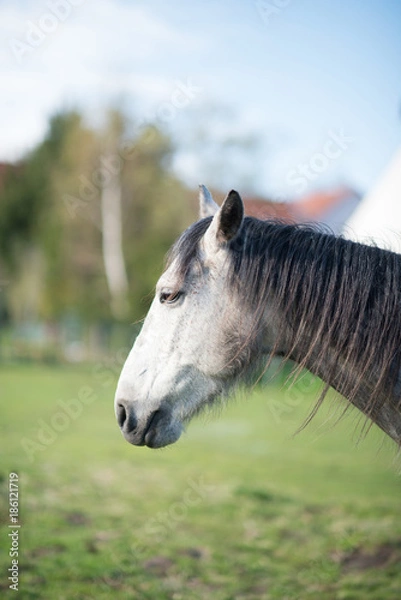 Fototapeta Araber Berber