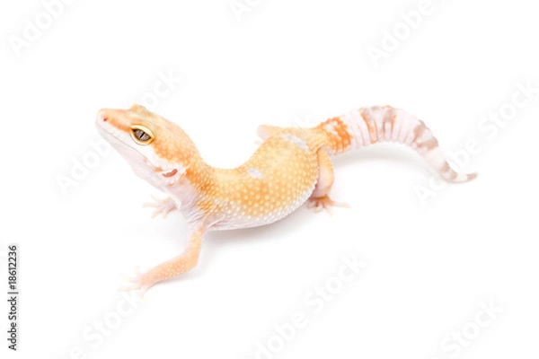 Fototapeta TUG Sunglow Leopard Gecko on a white background