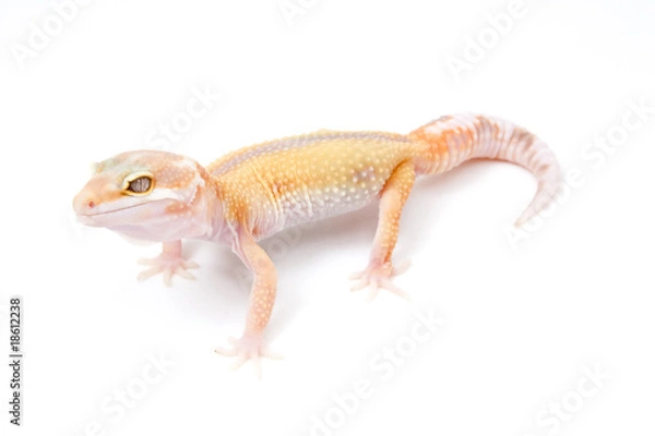 Fototapeta Tangerine Tremper Albino Reverse Stripe Leopard Gecko na białym