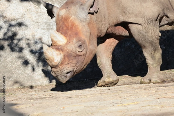 Obraz ヒガシクロサイ