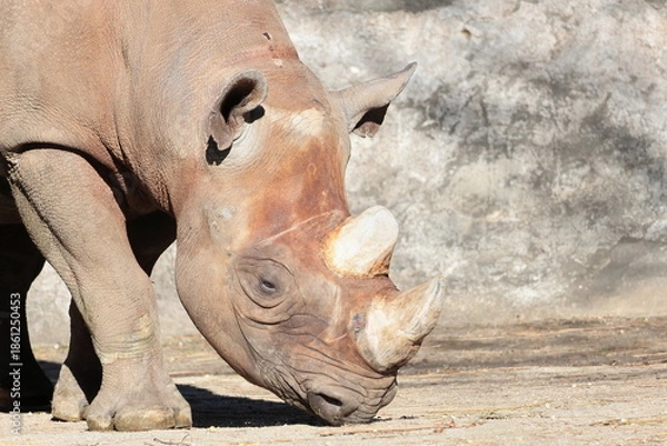 Obraz ヒガシクロサイ