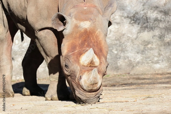 Obraz ヒガシクロサイ