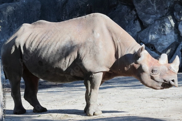 Obraz ヒガシクロサイ