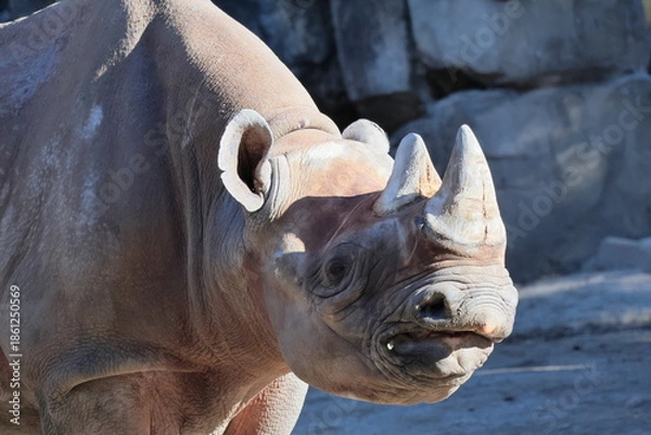 Obraz ヒガシクロサイ