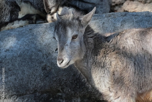 Obraz スーチョワンバーラル