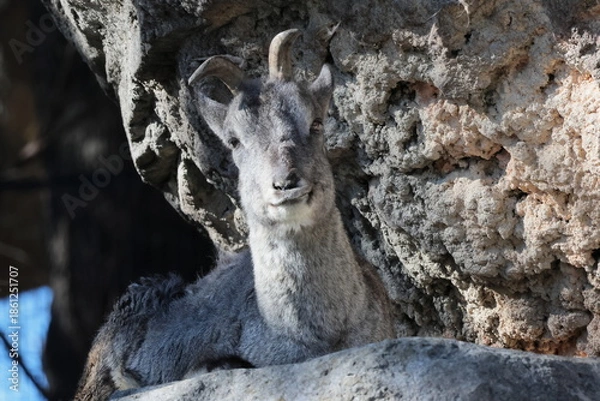 Obraz スーチョワンバーラル