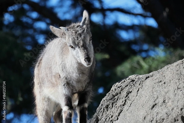 Obraz スーチョワンバーラル
