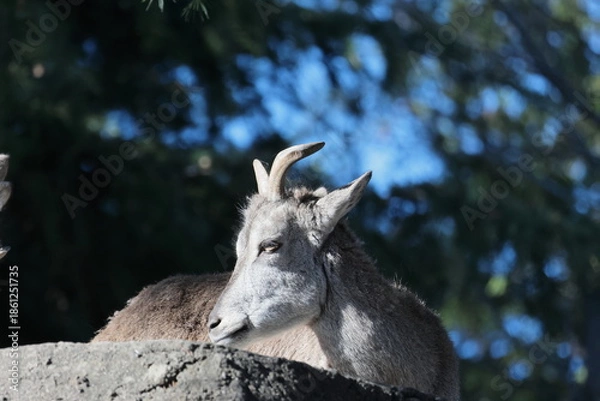 Obraz スーチョワンバーラル