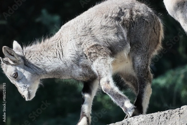 Obraz スーチョワンバーラル