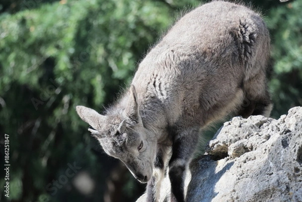 Obraz スーチョワンバーラル