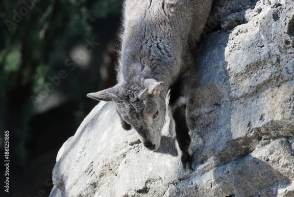 Obraz スーチョワンバーラル