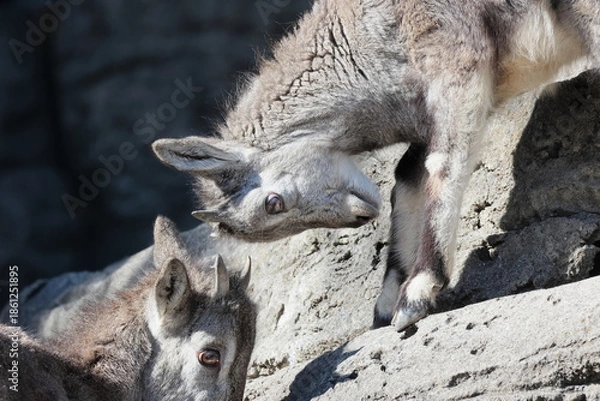 Obraz スーチョワンバーラル