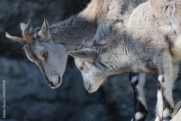 Obraz スーチョワンバーラル