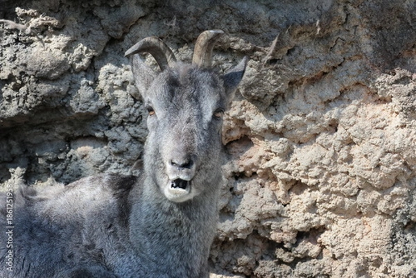 Obraz スーチョワンバーラル