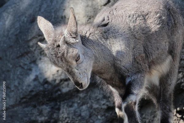 Obraz スーチョワンバーラル