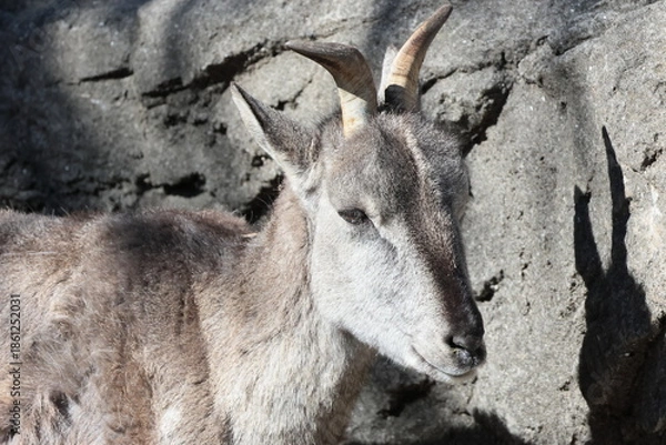 Obraz スーチョワンバーラル