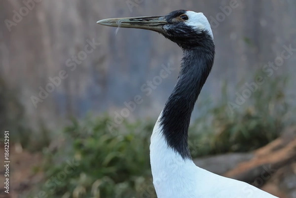 Obraz タンチョウ