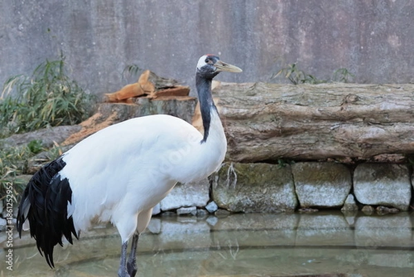 Obraz タンチョウ