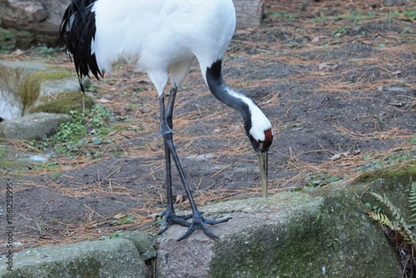 Obraz タンチョウ