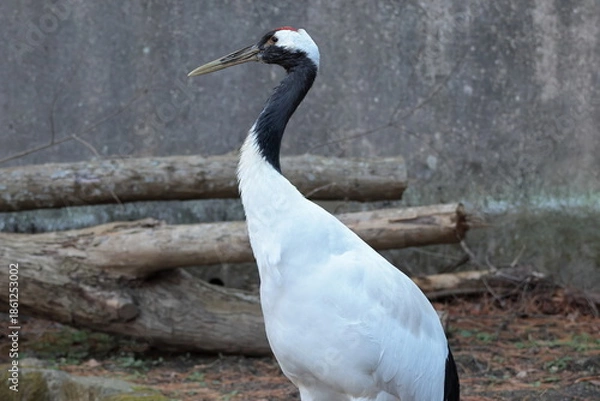 Obraz タンチョウ