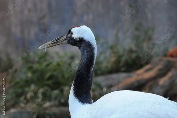 Obraz タンチョウ