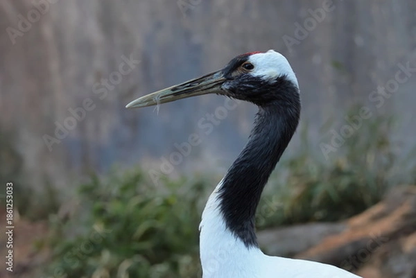 Obraz タンチョウ