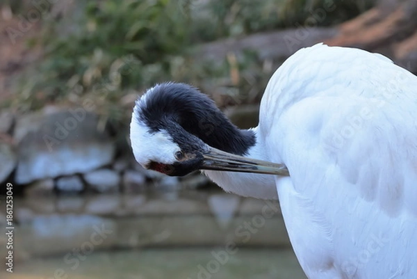 Obraz タンチョウ