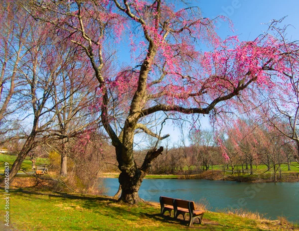 Fototapeta Spring Cherry Blossoms