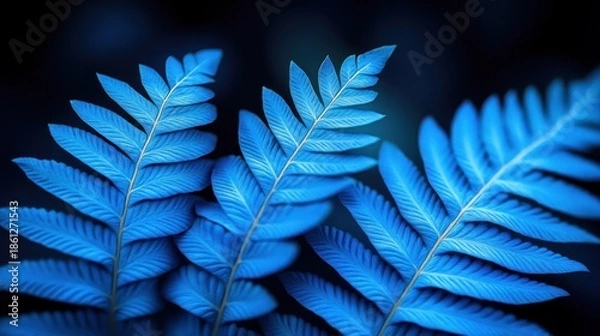 Obraz Vibrant blue fern fronds