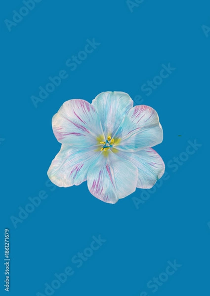 Obraz abstract blue tulip on blue background