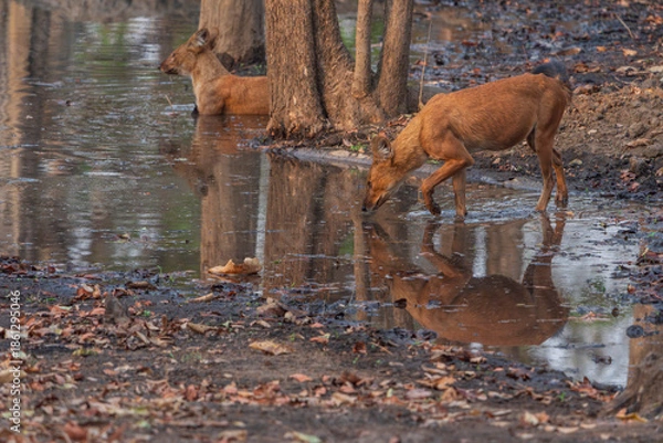 Obraz Dhole (Cuon alpinus)