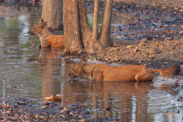 Obraz Dhole (Cuon alpinus)