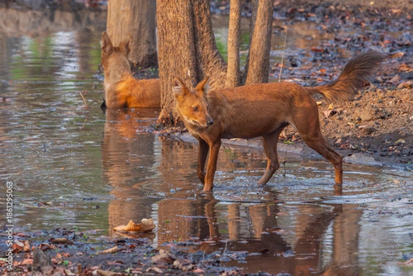 Obraz Dhole (Cuon alpinus)