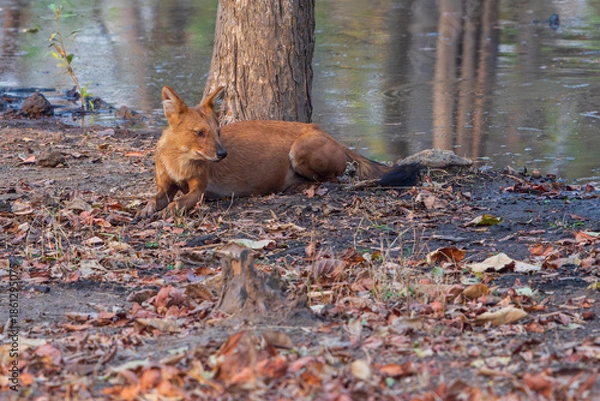 Obraz Dhole (Cuon alpinus)